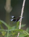 Widow Skimmer 2761